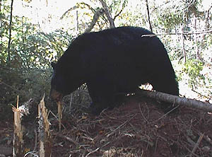 A black bear