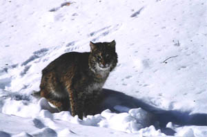 A bobcat looks on curiously