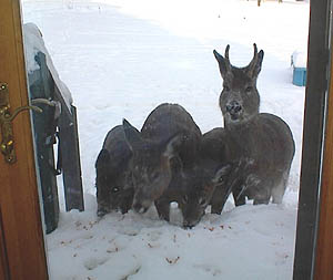 Dinner time for some Maine deer