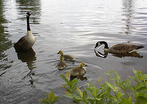 A family of geese